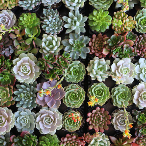 Additional succulent